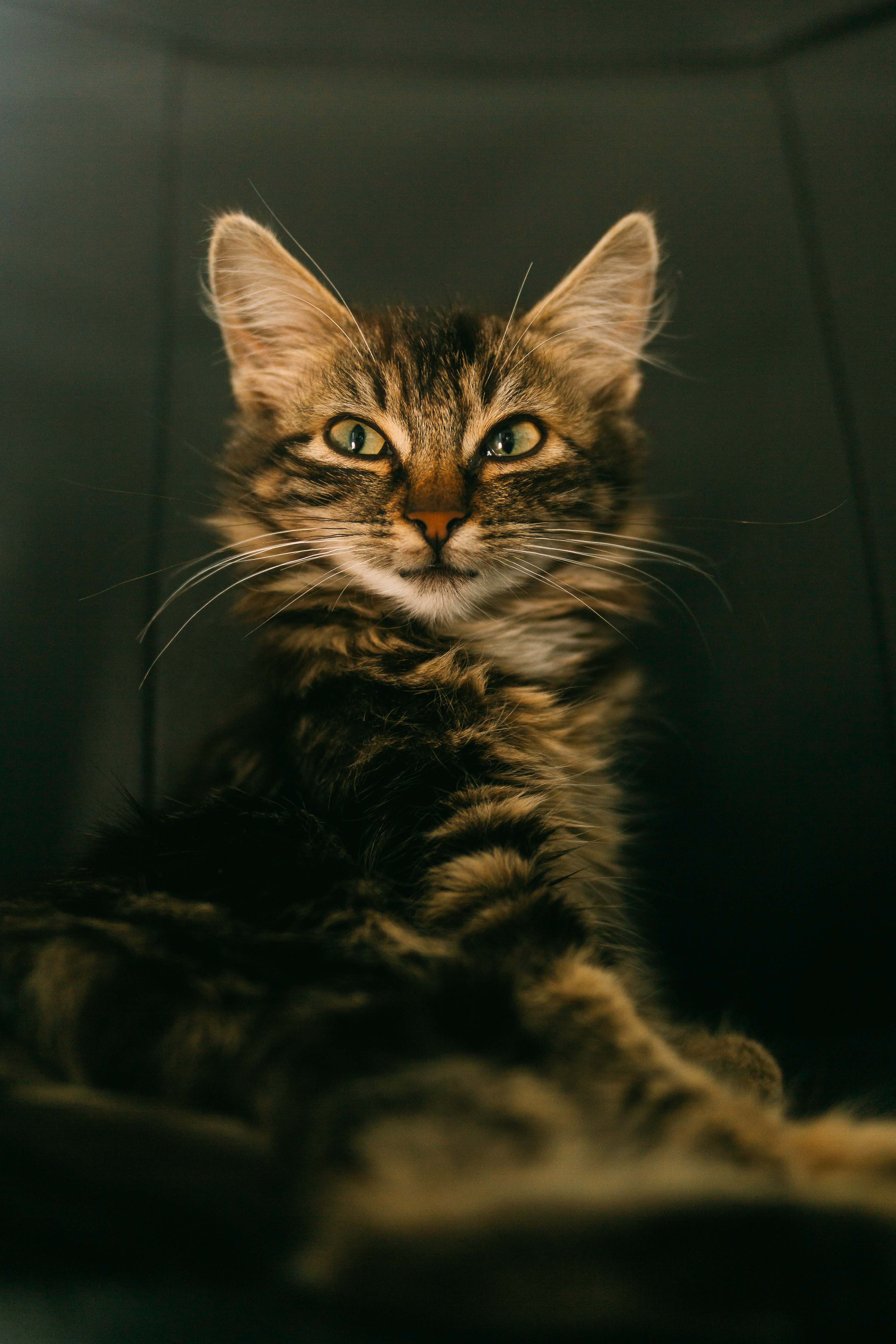brown tabby cat in grayscale photography